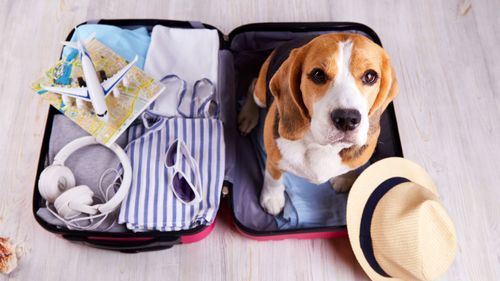 Paws, Passports, And Planes! A Guide To Safe Air Travel With Pets